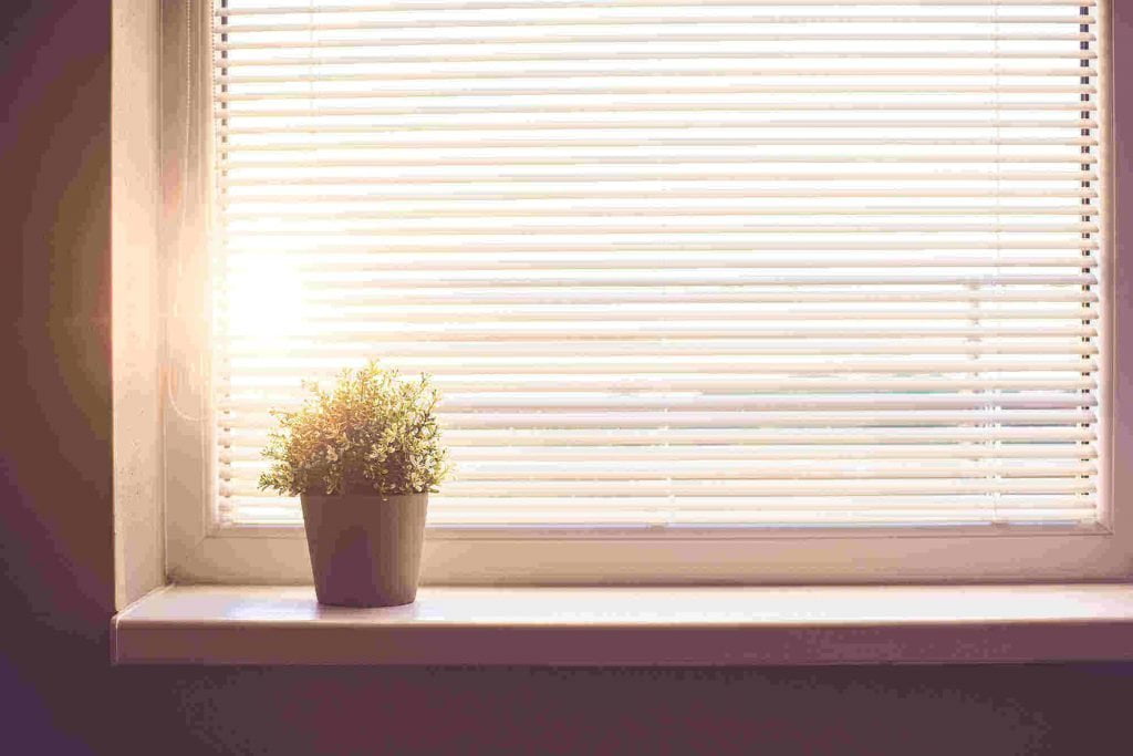Pot plant by window with light streaming in
